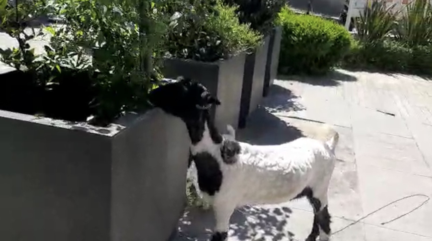 İstanbul’un göbeğinde keçi ve kuzusunu otlattı