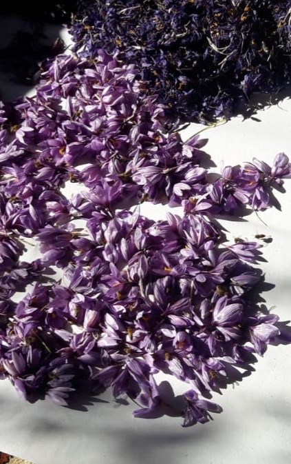 Kozan’da safran üretimi