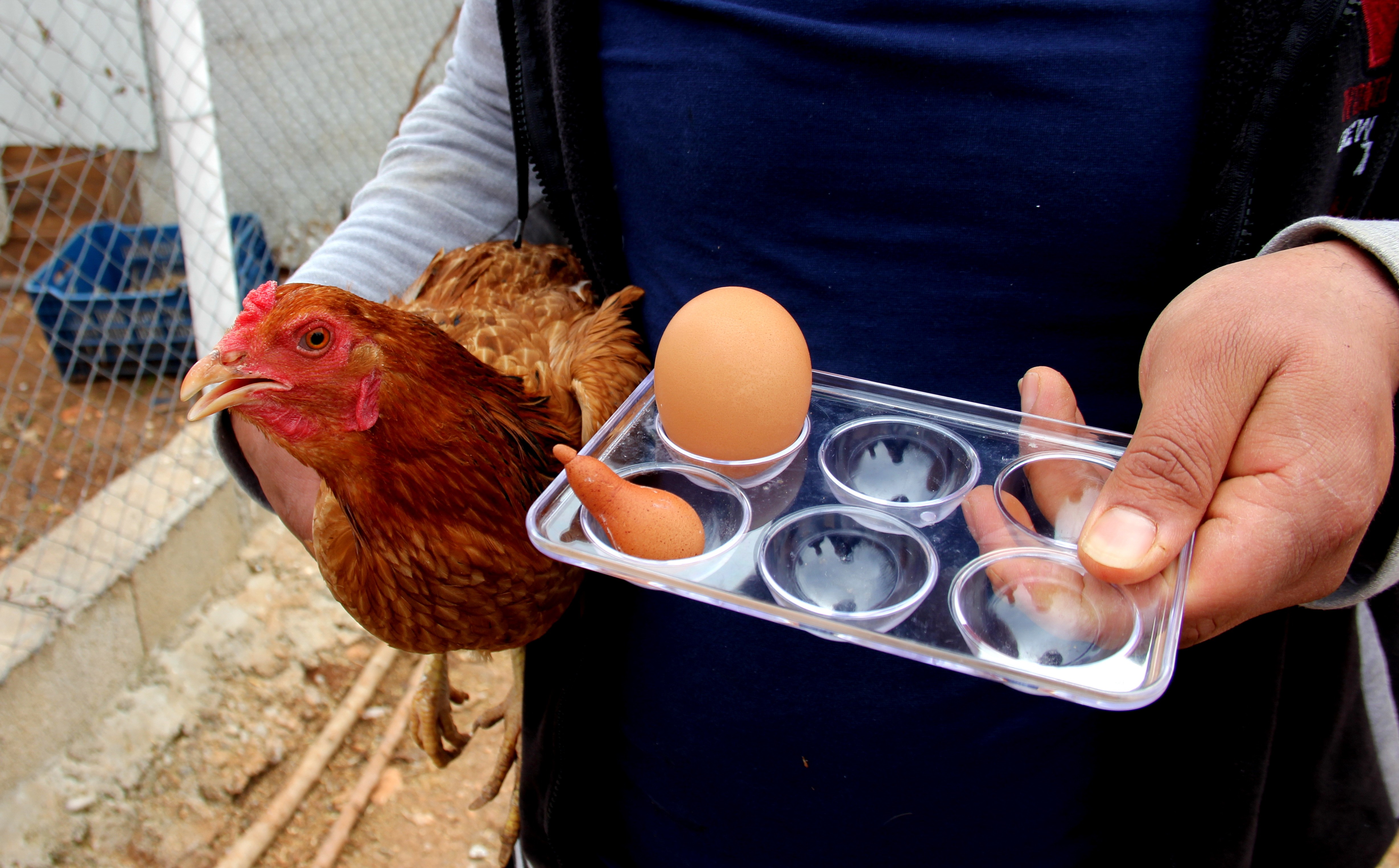 Adıyaman’da ilginç yumurta