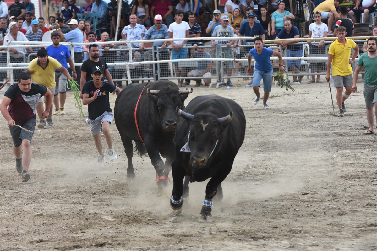 Muğla'da Boğa Güreşi Festivali