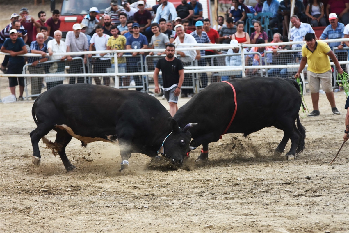 Muğla'da Boğa Güreşi Festivali