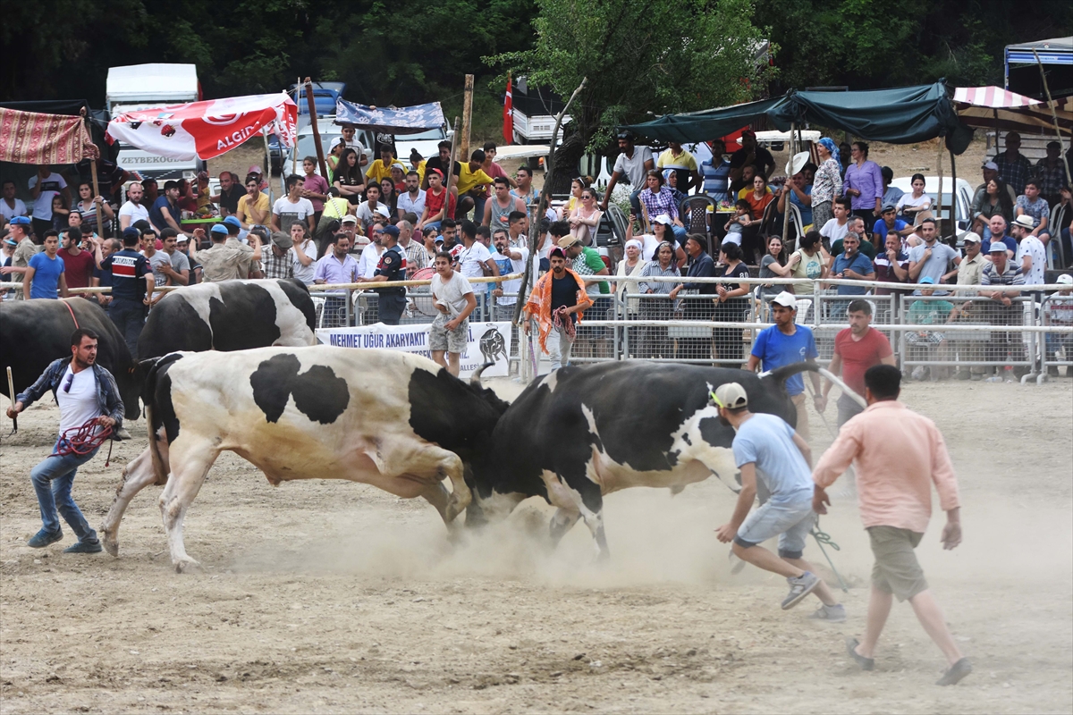 Muğla'da Boğa Güreşi Festivali