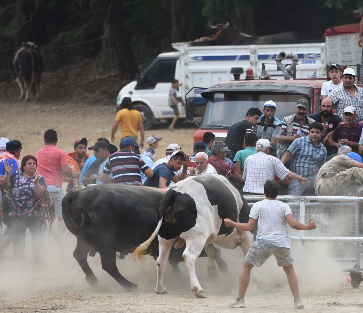 Muğla'da Boğa Güreşi Festivali