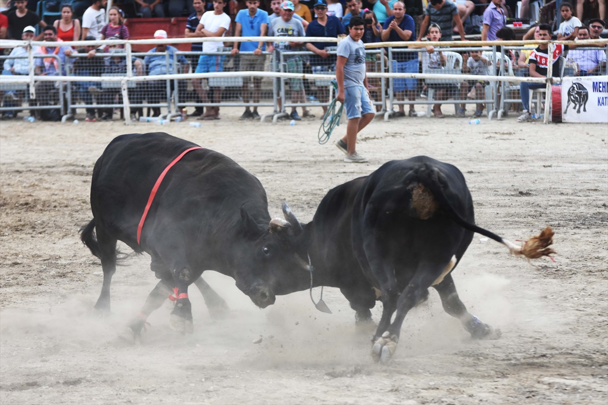 Muğla'da Boğa Güreşi Festivali