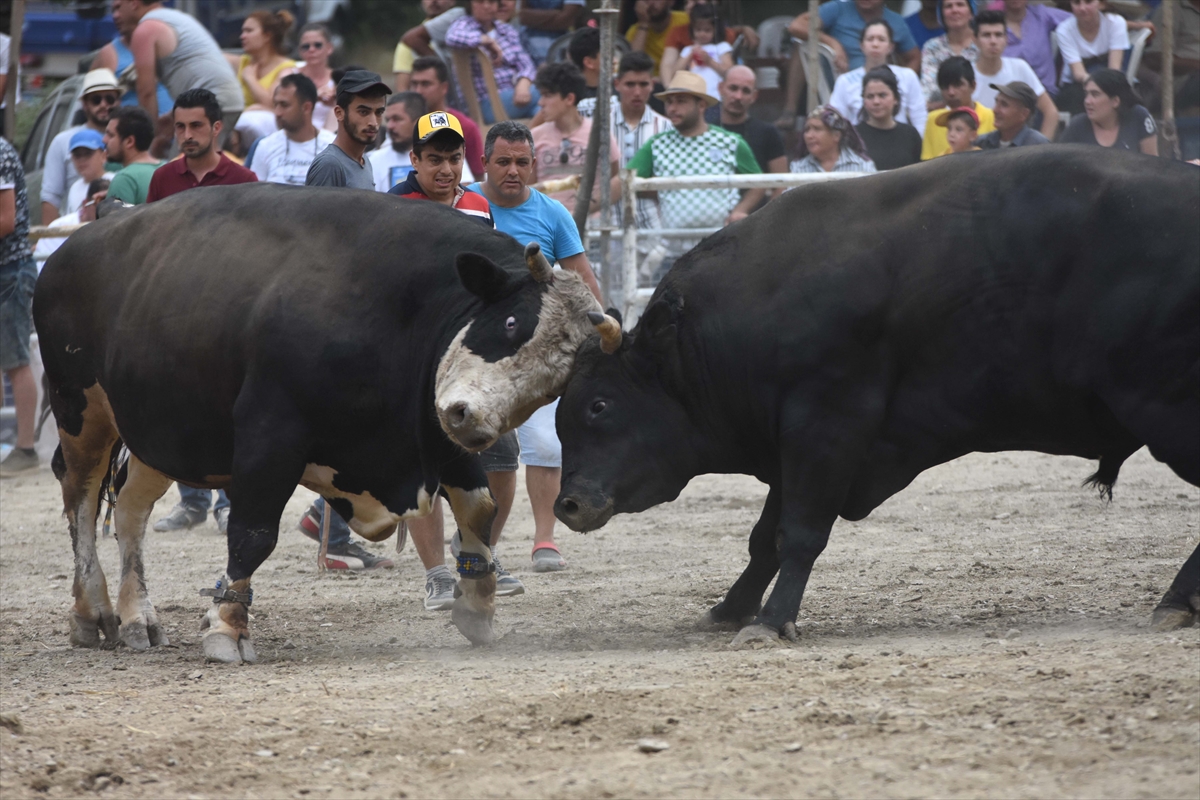 Muğla'da Boğa Güreşi Festivali