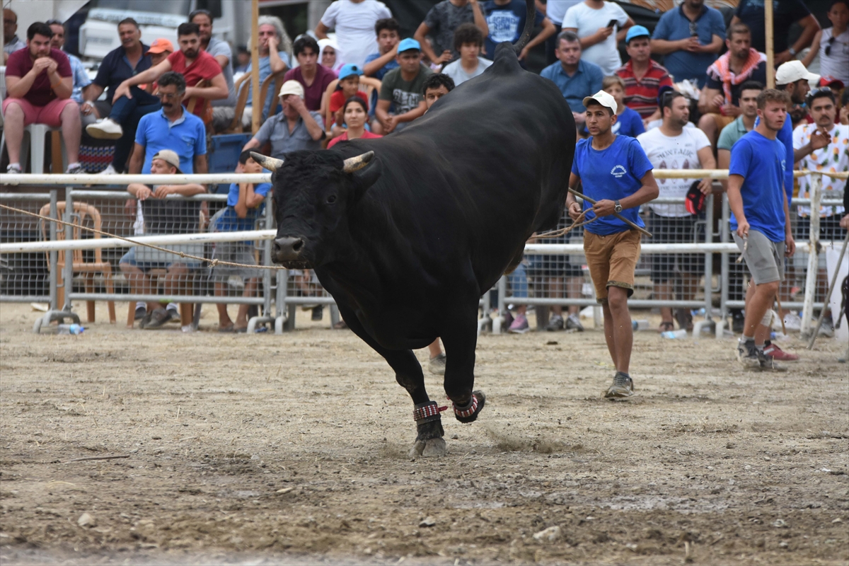 Muğla'da Boğa Güreşi Festivali