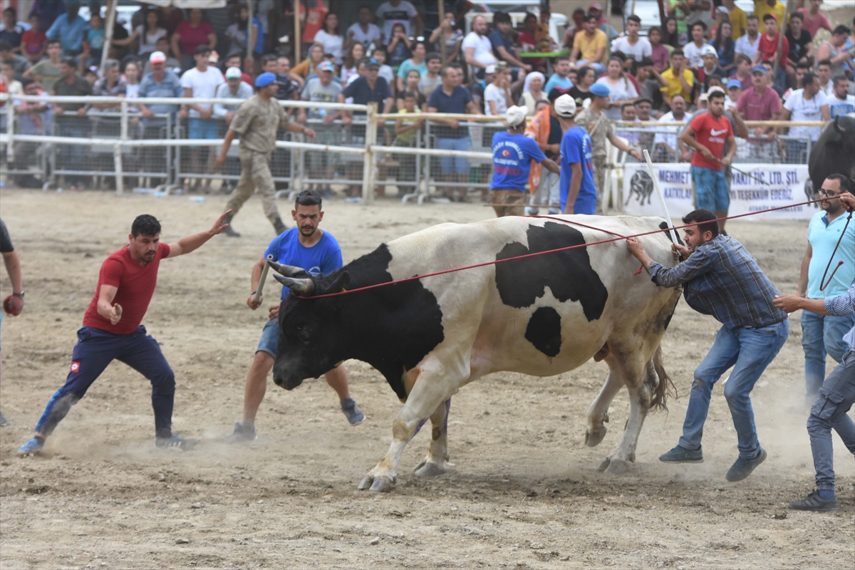 Muğla'da Boğa Güreşi Festivali
