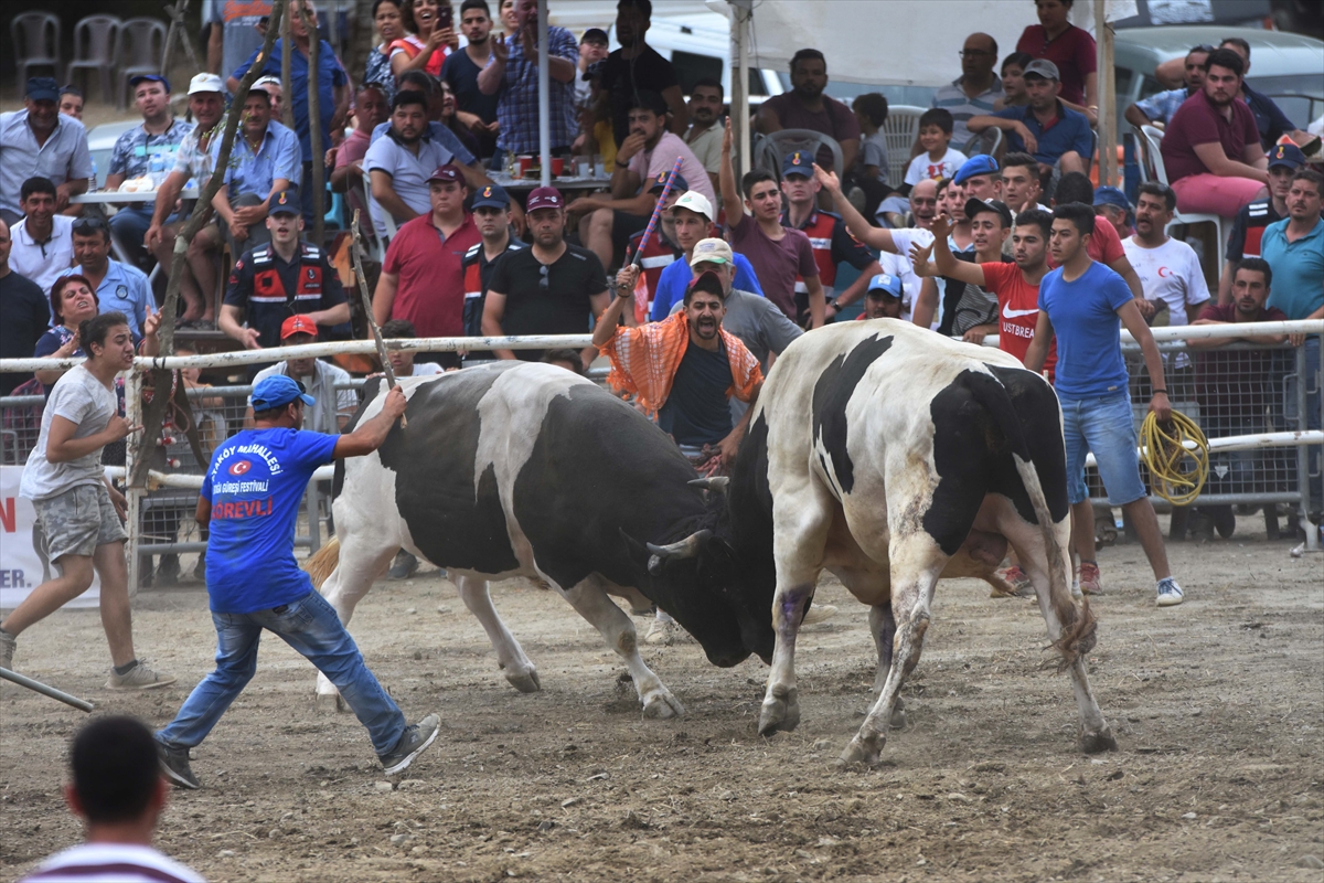 Muğla'da Boğa Güreşi Festivali