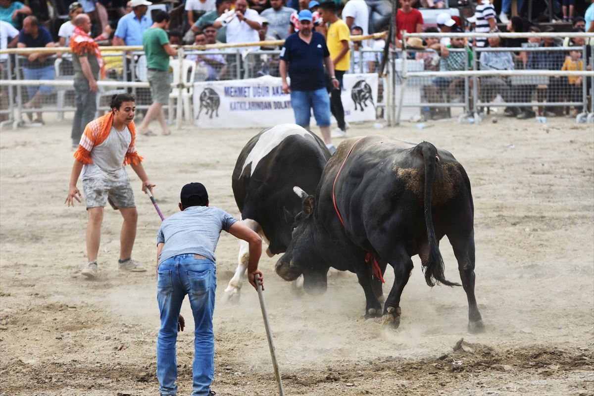 Muğla'da Boğa Güreşi Festivali
