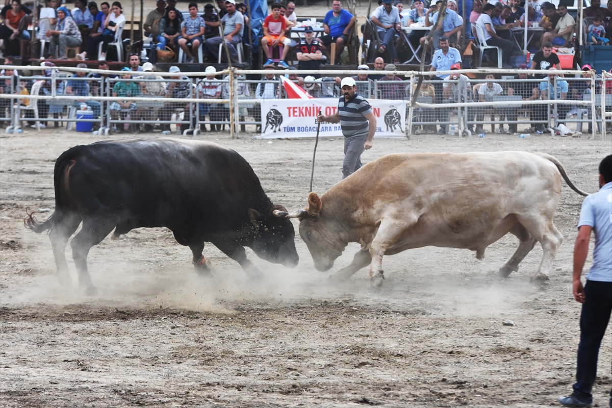Muğla'da Boğa Güreşi Festivali