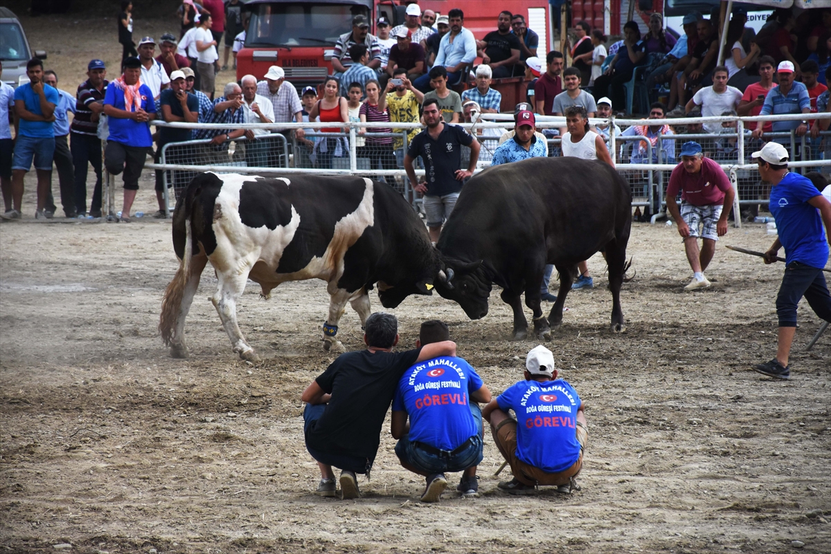 Muğla'da Boğa Güreşi Festivali