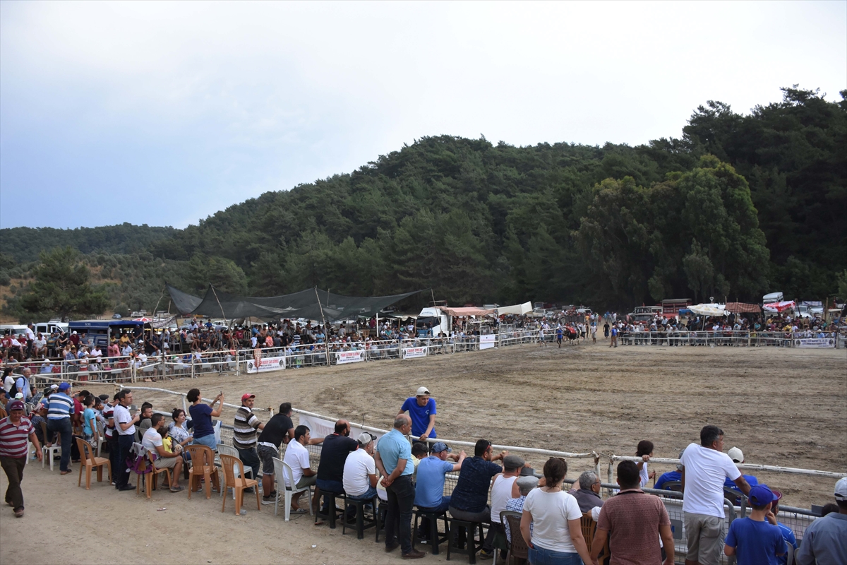 Muğla'da Boğa Güreşi Festivali