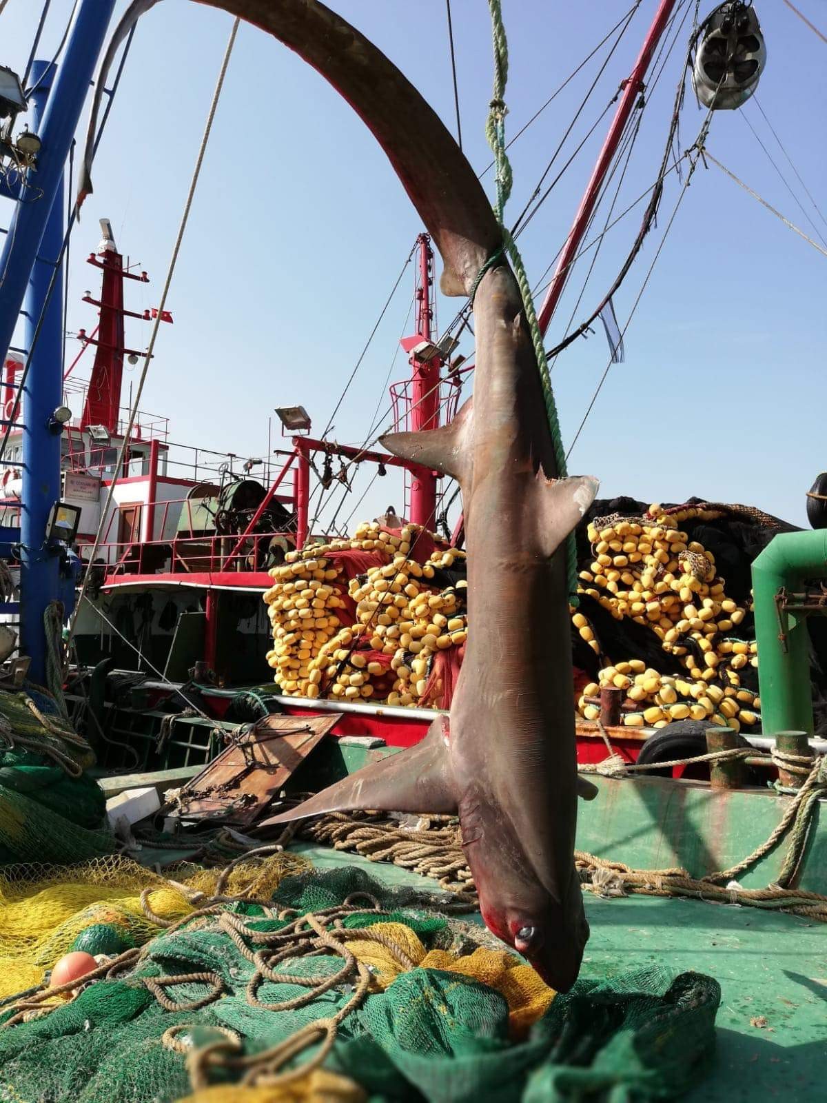 Hatay’da yakalanan köpek balığı nadir görülen tür çıktı