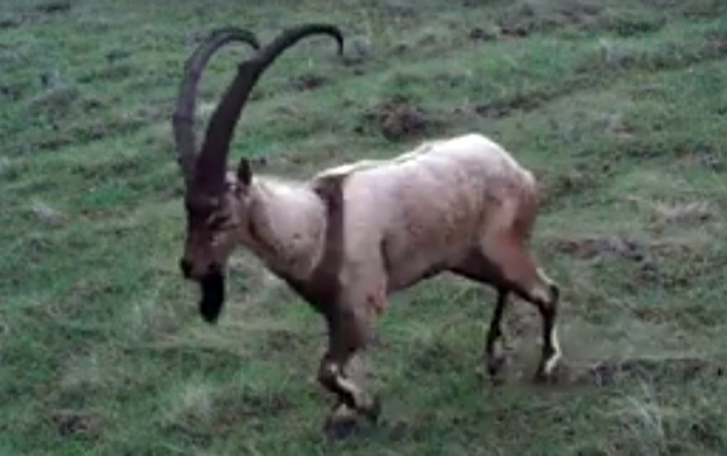 Elazığ'da "Fotokapanla" dağ keçileri görüntülendi