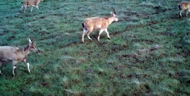 Elazığ'da "Fotokapanla" dağ keçileri görüntülendi
