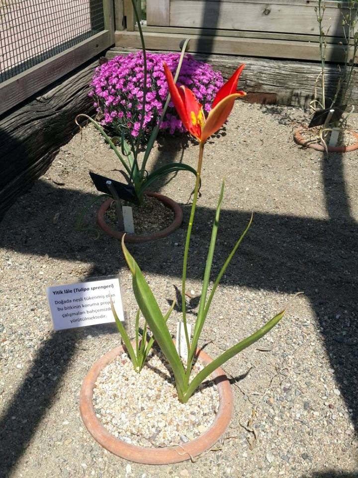 Bilim insanlarının yıllardır aradığı ‘yitik lale’ 2023’te Amasya’ya dönüyor