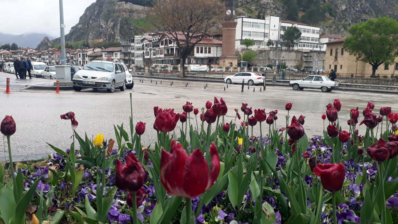 Bilim insanlarının yıllardır aradığı ‘yitik lale’ 2023’te Amasya’ya dönüyor