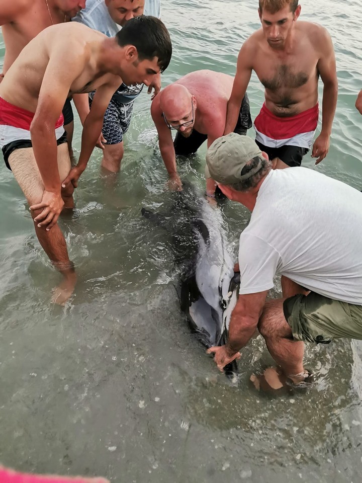 Kuşadası’nda 1 yunus ve 3 caretta ceratta sahile vurdu
