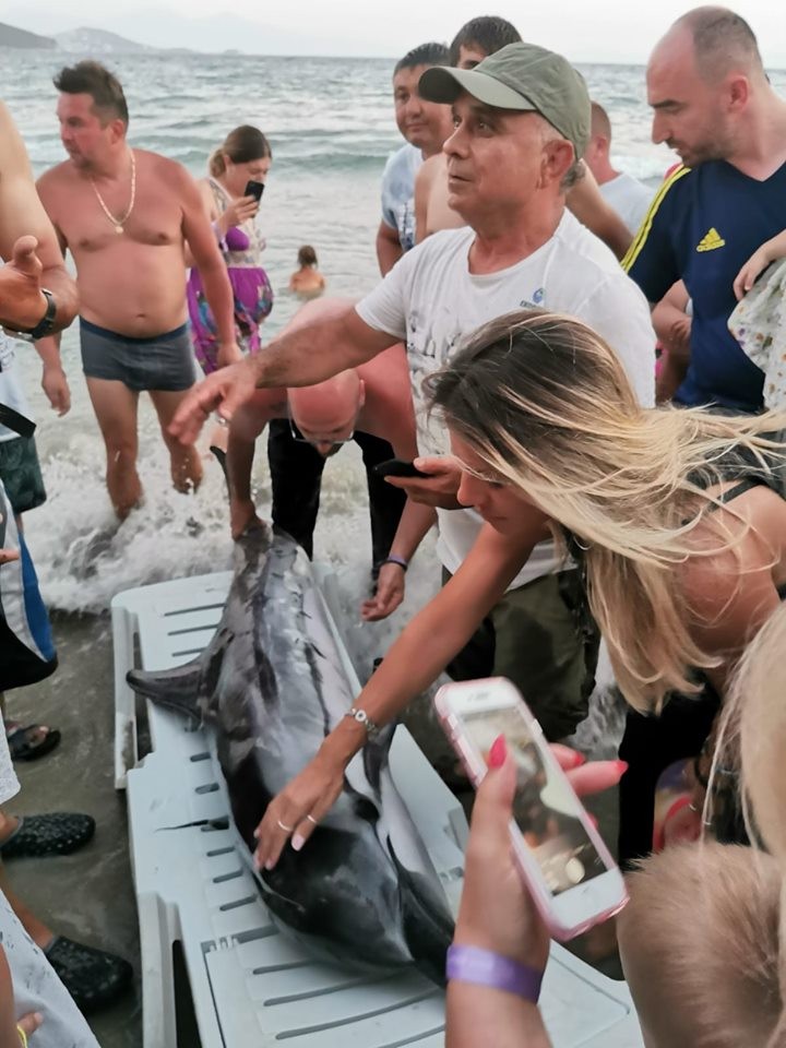 Kuşadası’nda 1 yunus ve 3 caretta ceratta sahile vurdu
