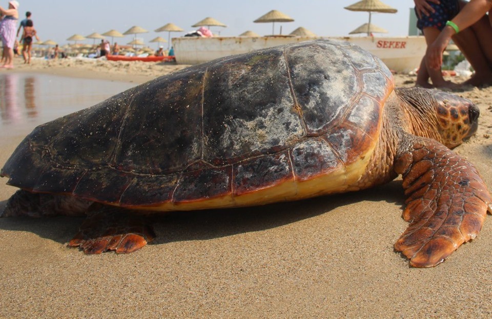 Kuşadası’nda 1 yunus ve 3 caretta ceratta sahile vurdu