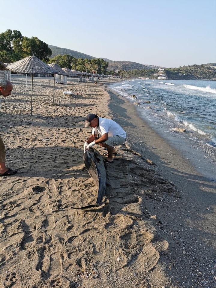 Kuşadası’nda 1 yunus ve 3 caretta ceratta sahile vurdu