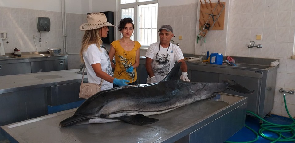 Kuşadası’nda 1 yunus ve 3 caretta ceratta sahile vurdu