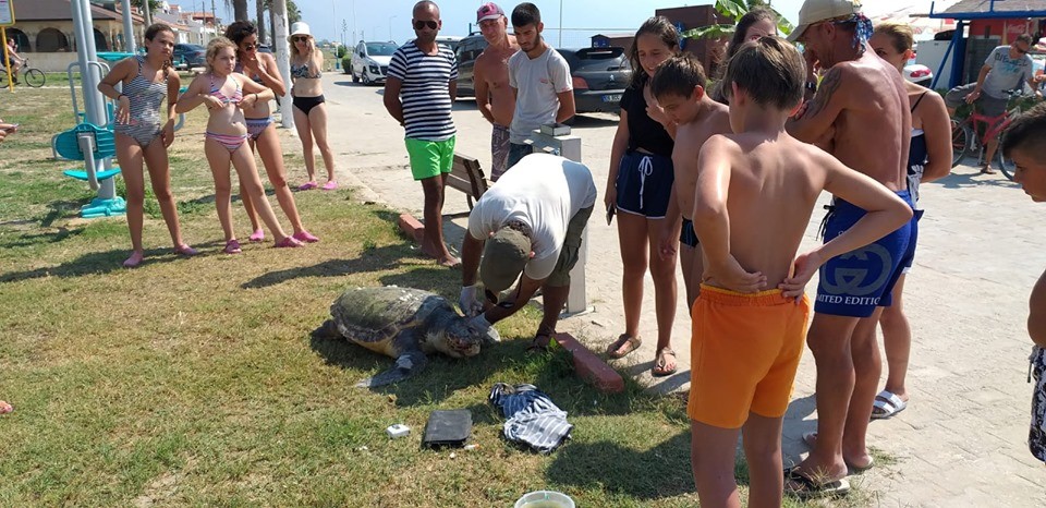Kuşadası’nda 1 yunus ve 3 caretta ceratta sahile vurdu