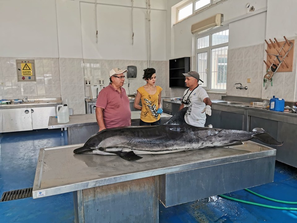 Kuşadası’nda 1 yunus ve 3 caretta ceratta sahile vurdu