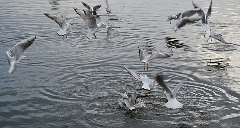 GAMİT SÜRÜSÜ VE MARTILARIN AV KEYFİ