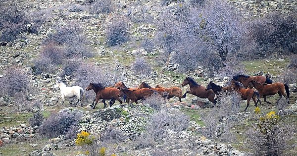 Murat Dağı ve Yılkı Atları
