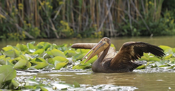 Eber Gölü&#039;nde doğal yaşam