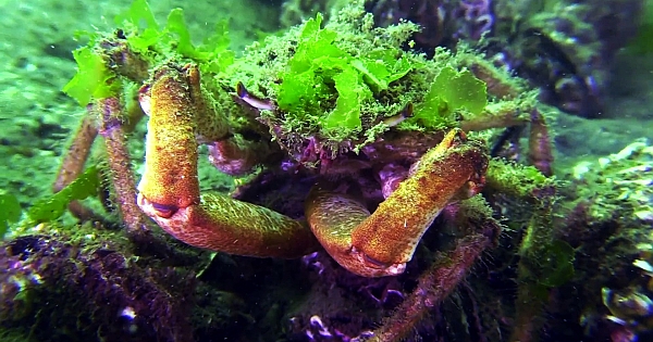 Deniz altında çektiği görüntülerle nefes kesti