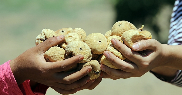 Dünyaca ünlü Aydın incirinde hasat heyecanı