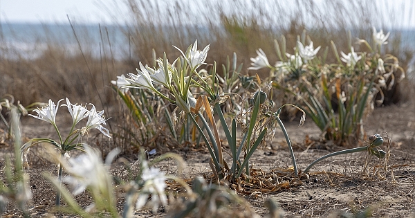İzmir sahillerinin &quot;beyaz&quot; süsü
