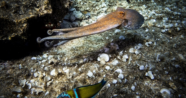 Su altı tutkunlarının yeni gözde dalış noktası &quot;Karaburun&quot;