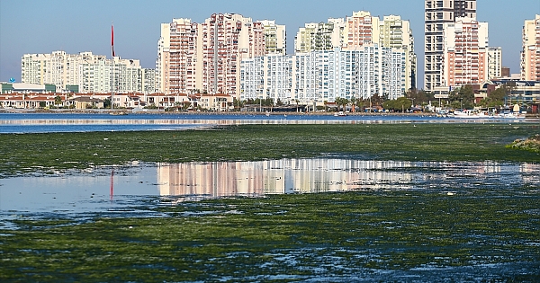  "Deniz marulları" İzmir Körfezi'ni yeşile bürüdü