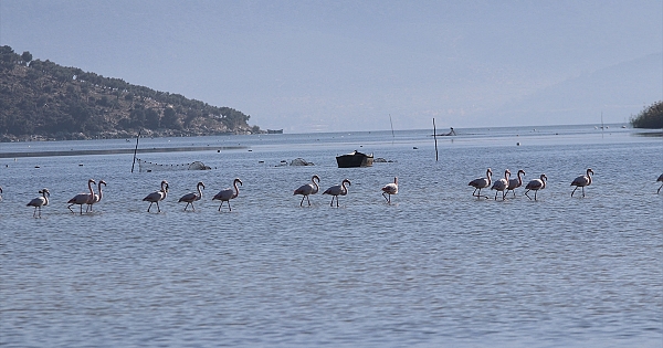  Kuş cenneti Bafa Gölü doğa tutkunlarını cezbediyor