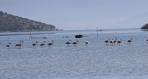  Kuş cenneti Bafa Gölü doğa tutkunlarını cezbediyor