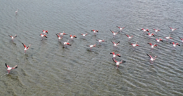  Yüzlerce kuş türünün yaşam alanı: UNESCO adayı Gediz Deltası