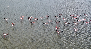  Yüzlerce kuş türünün yaşam alanı: UNESCO adayı Gediz Deltası