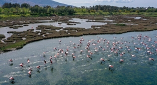İzmir'deki Çakalburnu Lagünü ve kent ormanında ilkbahar güzelliği