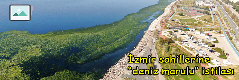 İzmir sahillerine "deniz marulu" istilası