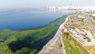 İzmir sahillerine "deniz marulu" istilası