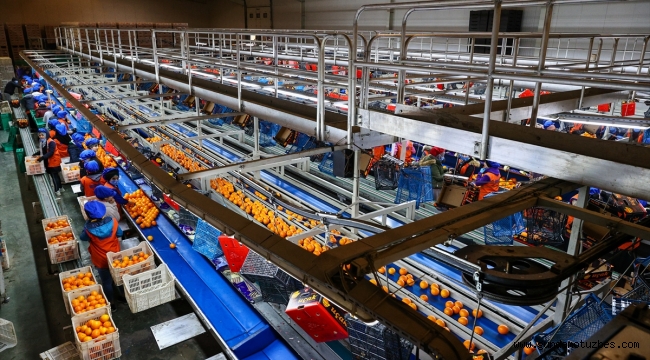 Türkiye'nin portakal ihracatı "salgınla" yüzde 41 arttı