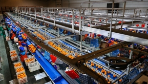 Türkiye'nin portakal ihracatı "salgınla" yüzde 41 arttı