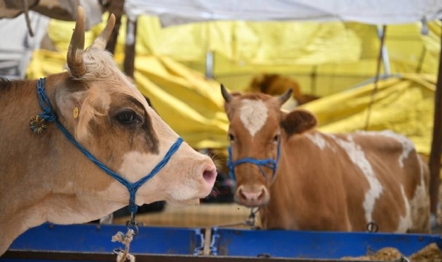 Kurban kesimi tebliği Resmi Gazete&#039;de yayımlandı