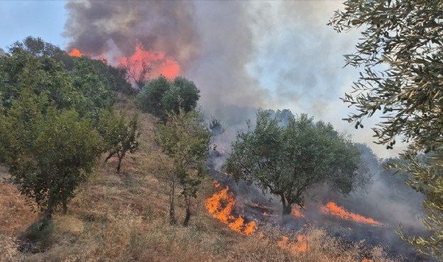Tarım arazisinde başladı, ormana sıçradı... Manisa&#039;da korkutan yangın!