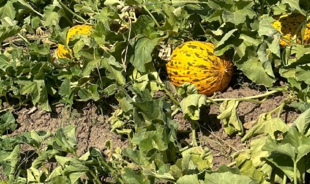 Buca’da kavun festivaline geri sayım!