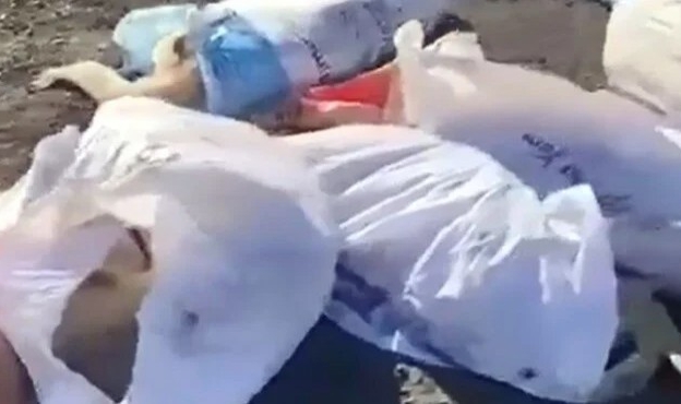 Edirne&#039;de köpek katliamı: 4 kişi gözaltında!