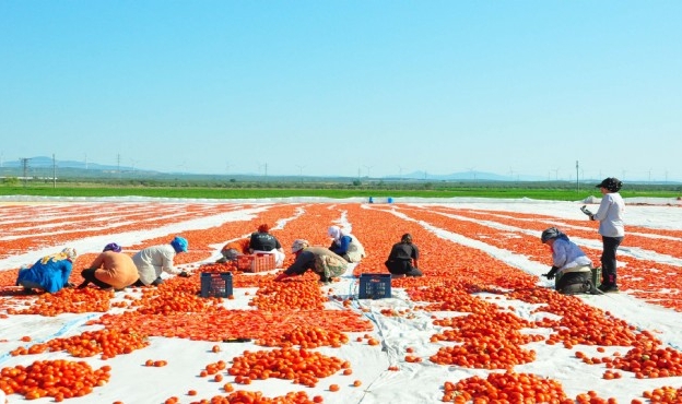 Gediz Ovası kırmızıya büründü